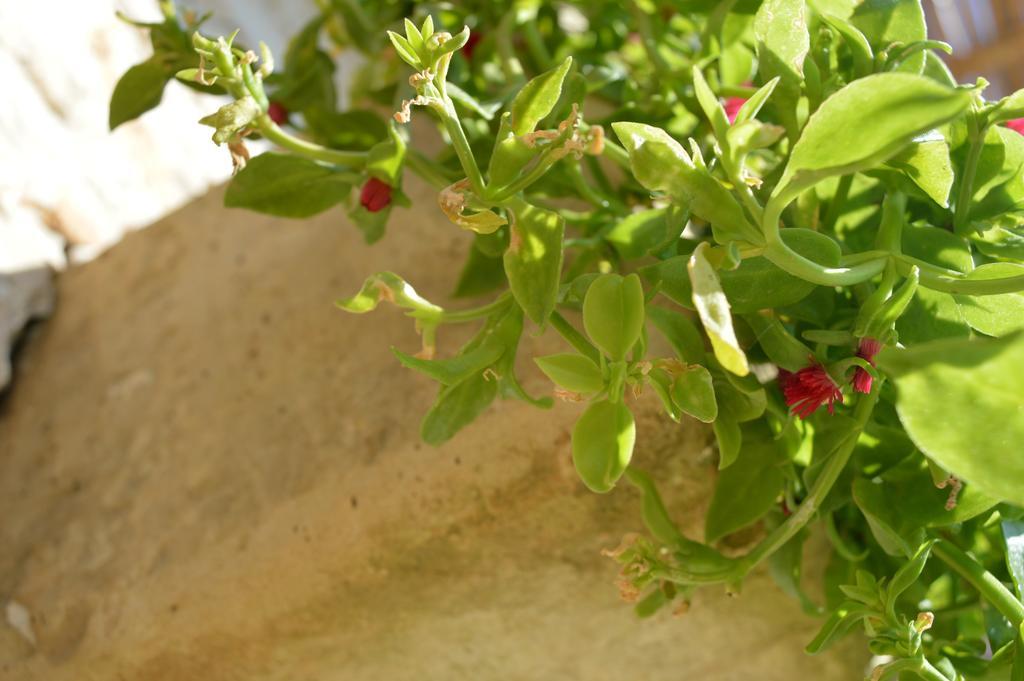 Agriturismo Casa Del Peperoncino Villa Otranto Exteriör bild